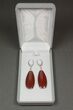 Ruby Red, Agatized Dinosaur Bone (Gembone) Earrings #84744-2
